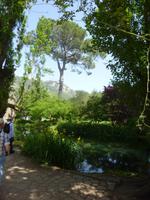 Ninfa