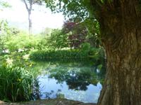 Ninfa