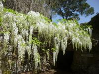 Ninfa