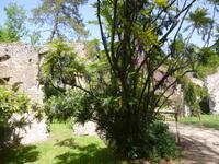 Ninfa