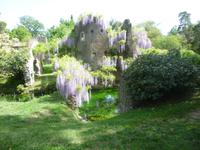 Ninfa