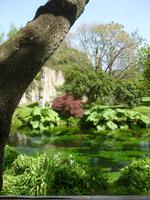 Ninfa