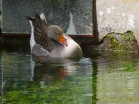 Ninfa