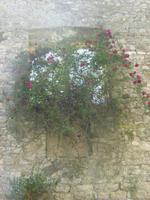 Ninfa