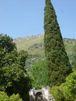 Ninfa