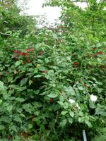Ninfagarten