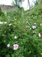 Ninfagarten