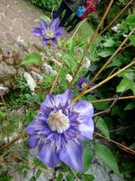 Ninfagarten