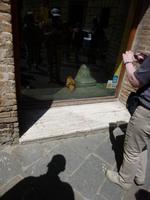 Siena, Hund