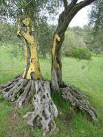 Spoerrigarten