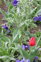 Frühling auf der Isola Madre