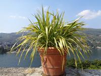 Isola Bella (Italienischer Garten)