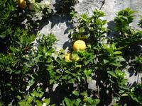 Borromäische_Inseln_Isola_Bella (13)