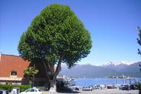Am Lago Maggiore
