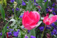 Isola Bella - Gartenanlagen