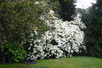 Mit Alfredo auf Rundgang ( Isola Madre )