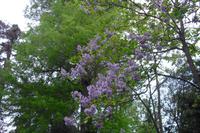 Mit Alfredo auf Rundgang ( Isola Madre )