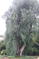 Mit Alfredo auf Rundgang ( Isola Madre )