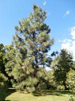 Isola Madre-fantastische Bäume