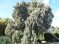 Isola Madre-fantastische Bäume