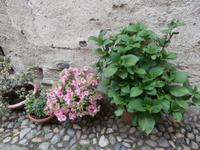 Insel San Giulio im Ortasee