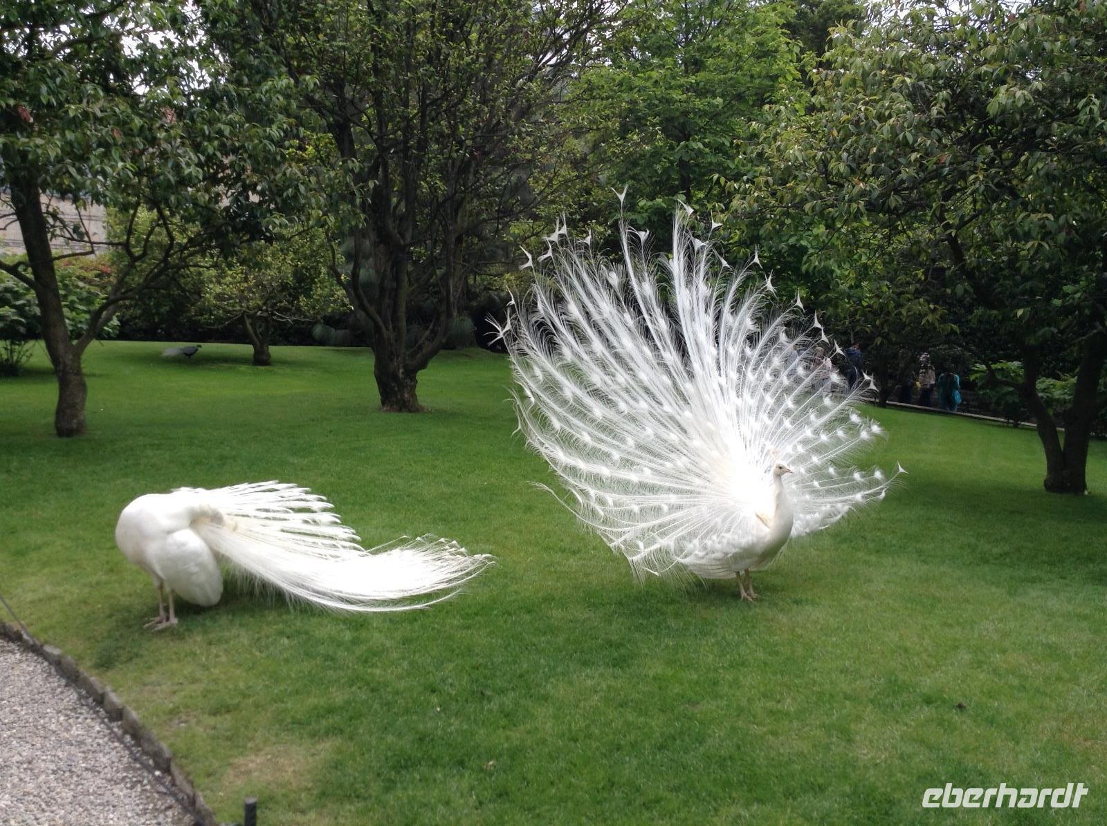 auch hier die Pfauen