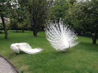 auch hier die Pfauen