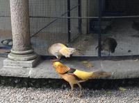 auch die Goldköpfchen