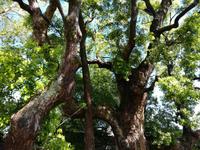 Ein über 200 Jahre alter Baum im Palastgarten der Isola Bella.