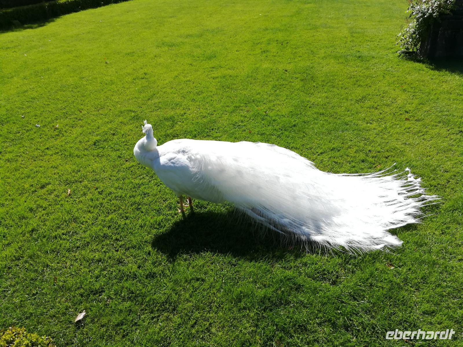 Ein weißer stolzer Pfau.