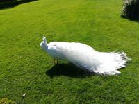 Ein weißer stolzer Pfau.