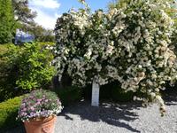 Blumenpracht im Palastgarten.