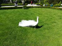 Schlägt er gleich ein Rad ?