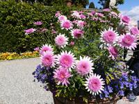 ... und immer wieder prächtige Blumenreihen.