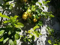 Riesige Zitrusfrüchte.