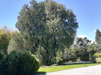 Die Kaschmirzypresse.