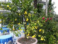 Zitronenbäumchen neben einer Kamelie.