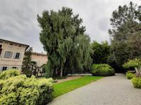 Borromäische Inseln - Isola Madre (Englischer Garten - Kaschmir-Zypresse)