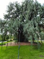 Borromäische Inseln - Isola Madre (Englischer Garten - Kaschmir-Zypresse)