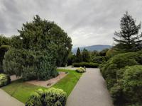 Borromäische Inseln - Isola Madre (Blick vom Palazzo Borromeo auf die Kaschmir-Zypresse))