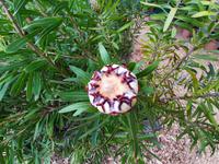 Borromäische Inseln - Isola Madre (Englischer Garten - Protea)