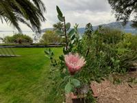 Borromäische Inseln - Isola Madre (Englischer Garten - Protea)