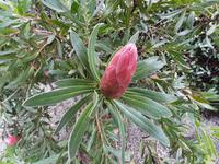 Borromäische Inseln - Isola Madre (Englischer Garten - Protea)