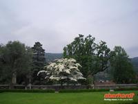 Garten auf der Isola Bella