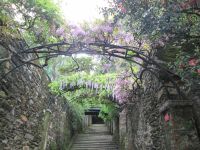 Blauregen auf der Isola Madre