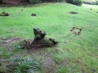 Wurzeln eines Baumes