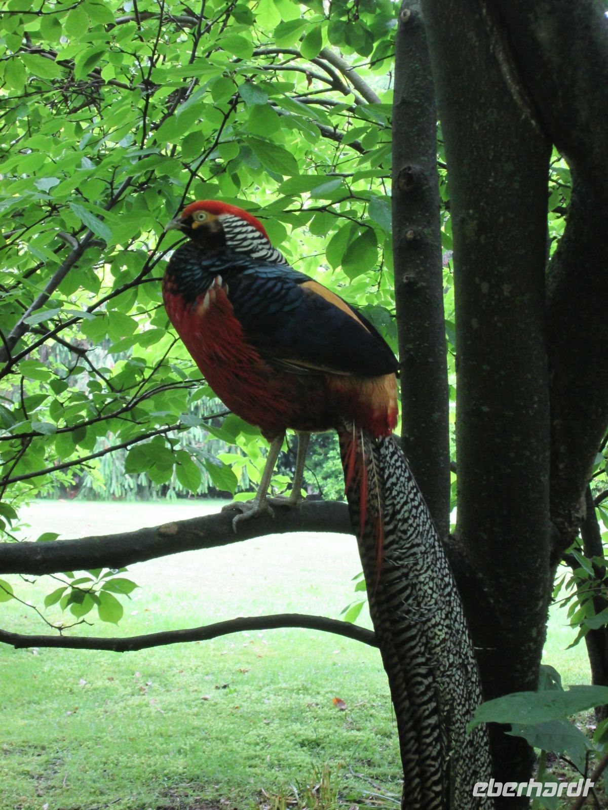stolzer Bewohner der Isola Madre