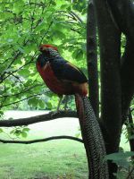 stolzer Bewohner der Isola Madre