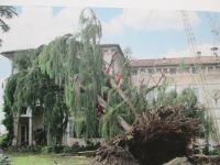 Zerstörung der Kaschmir Zypresse durch einen Tornado am 28.06.2006