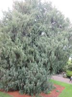 die selbe Kaschmir Zypresse heute